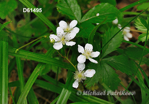 Northern Dewberry (Rubus flagellaris)